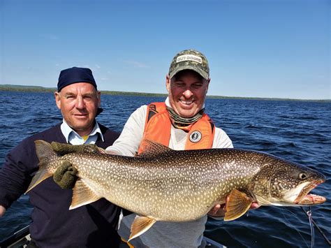 Lake trout .